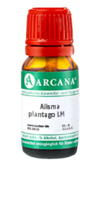 ALISMA plantago LM 28 Dilution